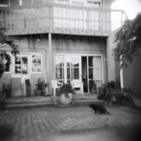 Scout in the Backyard