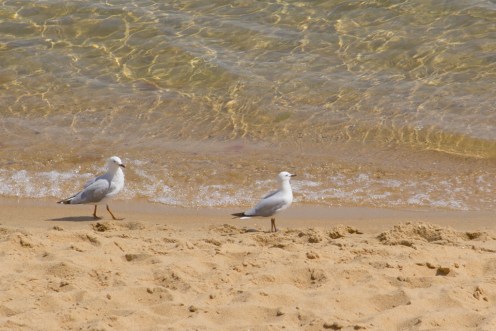 20141022_sandringhambeach_014_1024